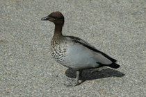 Dann haben wir auch noch einmal die endemische Mähnengans (Chenonetta jubata) gesehen. Sie ist ein Höhlenbrüter und nutzt i.d.R. Baumhöhlen, die sie u.U. mehrmals benutzt („Wood-Duck“). Leider zählt sie in Australien zum Federwild und wird stark bejagt.