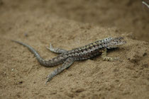 Eine „lava lizard“ der Gattung Micropholus, die in Südamerika etwa 20 Arten umfasst. Davon sind 6 auf Galapagos endemisch (hier auf Floreana) und zeichnen sich durch unterschiedliche Grössen, Färbungen und Verhalten aus (= adaptive Radiation).