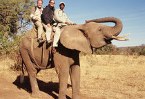 Wir sitzen auf einem Afrikanischen Elefanten und machen uns auf, zu einer Safari in den Busch auf dem Elefantenrücken. Diese Elefantensafaris wurden bei unserem Besuch in der Stadt Victoria Falls in Zimbabwe von einem initiativen Unternehmer angeboten.