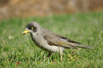 Der Weissstirn-Schwatzvogel (Manorina melanocephala) gehört zu der Familie der Honigfresser (Meliphagidae), obwohl er, wie auf dem Bild, auch Insekten frisst. Der „Nosy Miner“ ist geschützt und endemisch (nur in S- und SE-Australien). Foto: Sarah Althaus