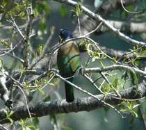 Der Heulbartvogel (Megalaima virens), die grösste Bartvogelart, bewohnt die Vorgebirge des Himalayas und ernährt sich in dichtem Laub von Insekten und Früchten. Den Namen haben die farbenprächtigen Höhlenbrüter von den Borsten am Schnabelgrund.