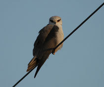 Auf diesem Bild wird klar, wieso der Gleitaar (s. Indien I) englisch „Black-winged-Kite“ genannt wird. Er ist in Süd- und Südostasien ein Standvogel und lebt in offenen Gegenden wie Steppen, Halbwüsten oder auch Kulturlandschaften.