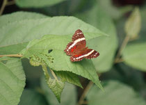 Fatima (Anartia fatima) im Butterfly Observatory beim La Paz Wasserfall.