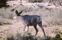 Die Wälder und Wiesen des Bryce Canyon NPs beherbergen über 175 Vogel- und ca. 60 Säugetierarten. Das grösste dauerhaft im Park lebende Säugetier ist der rund 1 m hohe und 2 m lange Maultierhirsch (Odocoileus hermionus).