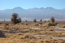 Auf der Fahrt von San Pedro de Atacama zur Salar de Atacama. Die Tiere im Vordergrund sind  Lamas, also Haustiere. Ihre wilde Ahnform ist das bereits erwähnte Guanako (Lama guanicoe) 