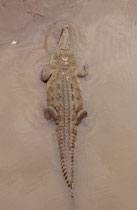 Ein weiteres Spitzkrokodil (Crocodylus acutus) im Rio Tarcoles. Zum Nahrungsspektrum der Art gehören Krustentiere, Fische, Amphibie, Schlangen, Schildkröten, Leguann, Vögel und Säugetiere. Angrife auf Menschen sind eher selten.