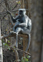 Im Corbett NP lebt eine andere Langur Art, nämlich der Tarai-Hanuman-Langur (Semnopithecus hector) auch Himalaya-Hulman genannt. Das dichte Fell ist weisslich, er hat keinen steilen Haarbusch, aber der Kopf ist von einem weissen Haarkranz umgeben.