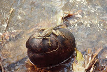Streifenbasilisk (Basiliscus vitttatus) Carara Biological Reserve. Die Echse heisst auch „Jesus Christ Lizard“, weil sie bei der Flucht , auf ihren Hinterbeinen mit ca. 10 km/h über das Wasser rennen kann. Nahrung: Pflanzliche und tierische Kost.