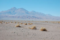 Auf der Fahrt zur Salar de Atacama. Die geringe Regenmenge erlaubt keinen dichteren Pflanzenwuchs.