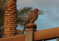 Palmtaube (Streptopelia senegalensis), auch Senegaltaube genannt, in den Anlagen des Hotels. Die Palmtaube ist zwar ein Vogel arider Dornbuschsavannen, aber man findet sie auch in stark vom Menschen gestalteten Lebensräumen.