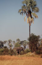 Immer wieder hörte man ein Rauschen in den Palmkronen und sah dann, dass ein Elefant die ganze Palme schüttelte, damit die Früchte herunterfielen. Die Samen der Früchte werden dann mit dem Elefantenkot, also gut gedüngt, im ganzen Delta verbreitet.