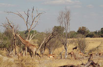 Andere Huftiere, wie hier Sassaby, Impala und Gnu, vergesellschaften sich gerne mit Giraffen, denn dieses höchste Säugetier, welches bis 6 m gross werden kann, sieht weit über die Umgebung und kann bei Gefahr frühzeitig warnen oder die Flucht ergreifen.
