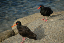 Auf Granite Island konnten wir auch den endemischen Russ-Austernfischer, „Sooty Oystercatcher“ (Haematopus fuliginosus) mit seinem schwarzen Gefieder beobachten (der Europäische Austernfischer hat einen weissen Bauch und weisse Streifen auf den Flügeln).