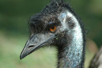 Der Emu erreicht eine Körperhöhe zwischen 150 - 190 cm. Er gilt inoffiziell als der Nationalvogel Australiens. Gemeinsam mit dem Roten Riesenkänguru erscheint er als einer der Schildträger auf dem Wappen Australiens und auf der 50-Cent-Münze.