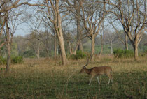 Die Landschaft des Corbett NP ist durch breite Täler und Hügel charakterisiert. Hauptvegetationsform sind die Wälder des Salbaums (Shorea robusta), in höheren Lagen findet man auch Kiefernbestände. Im Tiefland sind Flusswälder und Grasflächen („Chaurs“).