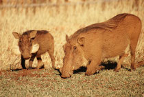 Warzenschweine (Phacochoerus africanus) ruhen in der Nacht mit Vorliebe in den Höhlen der Erdferkel. So nehmen sie immer ein wenig die Farbe der Erde ihres Lebensraums an (in Zimbabwe rot-braun). Man beachte die ungewöhnlichen, weissen Barthaare.