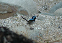 An diesem Strand zwischen Tahtra und Tilba hüpfte auch wieder der „Superb Fairywren“, der Prachtsstaffelschwanz (Malurus cyaneus) herum. Er hält sich generell zumeist in Bodennähe in niedrigen Bäumen, Büschen oder direkt am Boden in dichter Vegetation auf