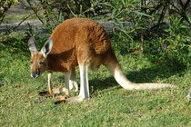 Hier ein weiterer – typischer - Vertreter der Australischen Fauna: Das Rote Riesenkänguru (Macropus rufus), ist nicht nur der grösste Vertreter der Kängurus sondern auch das grösste heute noch lebende Beuteltier. (Warrawong Wildlife Sanctuary).