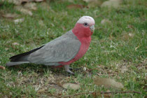 Ein weiterer Rosakakadu (Eolophus roseicapilla), direkt neben der Strasse in der Nähe von Tilba. Diese Vögel nehmen ihre Nahrung (Samen, Körner, Früchte, Beeren, Wurzeln, Blüten, frische Triebe, Knospen, sowie Insekten) nahezu ausschliesslich am Boden auf