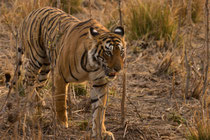 George Schaller hat gesagt, es sei an Indien, zu entscheiden, ob es den Tiger, dieses Naturerbe und nationale Symbol erhalten wolle, ein Erbe, das wichtiger sei, als alle Kulturstätten, inklusive des Taj Mahals, weil es unersetzbar ist (Bild Peter Vonwil)