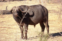 Ein prächtiger Büffelstier (Syncerus caffer) (Chobe NP). Die Tiere können eine Schulterhöhe von 110-170 cm, eine Körperlänge von bis zu 3,40 m und ein Gewicht bis zu 900 kg erreichen. Bullen sind etwas grösser und etwa doppelt so schwer wie die Weibchen.