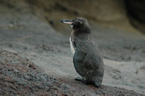 Der ca. 50 cm kleine Galapagospinguin (Spheniscus mendiculus) kommt weltweit nur auf den Galapagos-Inseln vor und ist mit ca. 1200 Individuen (Stand: 2004) die seltenste Pinguinart und leider vom Aussterben bedroht (Punta Cormorant, Floreana).