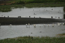 Zwischen Tilba und Batemans Bay sahen wir – bei regnerischer Witterung - in diesem Gewässer eine Schar von Australischen Königslöfflern (Platalea regia). Er ähnelt dem Eurasischen Löffler, hat aber keine gelbe Schnabelspitze und keine gelbliche Brust.