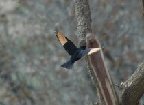 Der Tristramstar (Onynchogranthus tristramii) ist an Wüstenhabitate angepasst. Mit seinen im Fluge sehr auffälligen, orangefarbenen Handschwingen ist er unverwechselbar. Entlang dem Toten Meer haben wir die gesellige Art in grösseren Schwärmen gesehen.