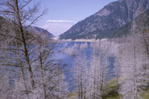 Am 17. August 1959 (also vier Jahre vor unserem Besuch) bebte die Erde in SW Montana während 30–40 Sek. mit einer Stärke von 7,3-7,5. Ein gewaltiger Erdrutsch staute den Madison River und so entstand der Quake Lake. Beim Zelten dort war uns etwas mulmig.