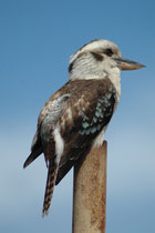 In Short Point sahen wir diesen „Lachenden Hans“ (Dacelo novaeguineae), auch „Kookaburra“ oder „Jägerliest“ genannt. Er ist der grösste Vertreter der Familie der Eisvögel und frisst Fische, aber auch Insekten, kleine Säugetiere, Vögel und Reptilien.