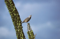 Der bis zu 22 cm grosse Kaktuszaunkönig (“Cactus Wren” [Campylorhynchus brunneicapillus]) kommt im SW der USA und in Mexiko vor. Er ist Arizonas Wappenvogel. Hauptlebensraum sind mit Kakteen bewachsene Wüstengebiete von SW USA und Nordmexiko.