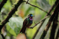 Purpurkehlnymphe (Lampornis calolaemus) im Hummingbird Garden beim La Paz Wasserfall