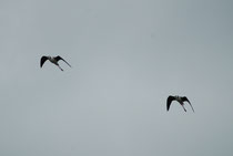 Der Stelzenläufer, „Black-winged Stilt“ (Himantopus himantopus), eine Vogelart aus der Familie der Säbelschnäbler kommt auch in Europa vor. Hier zwei Vögel im Flug beim Seal Bay Tourist Park auf Kangaroo Island.
