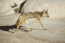 Der Kojote erreicht eine Körperlänge von 110 cm. Die Schulterhöhe beträgt 50 cm. Das Gewicht liegt im Durchschnitt bei 14 kg (zwischen 9 und 22 kg). Vom Wolf ist er folglich durch seine geringere Grösse zu unterscheiden, Er erscheint auch magerer.