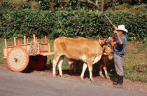 Begegnung am Strassenrand auf der Anfahrt zum Vulkan Poas.
