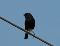 Mohrenschwarzkehlchen (Saxicola caprata bicolor) findet man von Westasien, über Indien bis Südostasien. Es ist in offenem Busch- und Grasland ein häufiger Vogel, wo es auf Büschen sitzend nach Insekten Ausschau hält, die es vom Boden aufpickt.