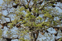 An diesem Baum hängen Dutzende von Bienennestern. Kein Wunder sahen wir häufig Tierarten, die sich hauptsächlich von Bienen und Wespen oder von Honig ernähren (z. B. Bienenfresser, Wespenbussard, Lippenbär).