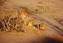 In der Nähe des Savuti Camps gibt es eine grosse Wasserstelle, an der die Tiere der Umgebung ihren Durst löschen. In der Abendsonne lag dort seelenruhig eine Löwin mit ihren Jungen, welche munter miteinander und mit ihrer Mutter spielten.