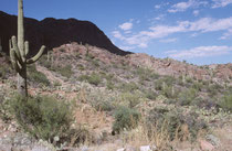 Der Saguaro-Nationalpark in der Sonora-Wüste im SW der USA gilt als eine der schönsten und artenreichsten Regionen dieser Wüste. Eine herausragende Pflanze hat dem Park seinen Namen gegeben: der Kandelaberkaktus (Carnegiea gigantea) (engl. „Saguaro“).