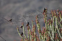 Auf diesen Euphorbias (Euphorbia caducifolia) tummelt sich ein lebhafter Schwarm Haubenammer (Melophus lathami) engl. „crested bunting“ Die Art bevorzugt gebüschreiche und steinige offene Landschaften in Wassernähe, wo sie Sämereien und  Insekten frisst.