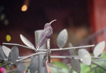 Kolibri (Art ?) im Hummingbird Garden beim La Paz Wasserfall.