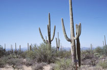 Die Hauptsprosse der Saguaros werden etwa 12 - 15 m (teilweise auch bis zu 20 m) gross und 30 bis 70 cm dick. Das Durchschnittsalter Carnegiea gigantea beträgt etwa 85 Jahre, (einzelne Exemplare können über 200 Jahre alt werden).