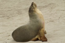 Im Gegensatz zum Neuseeländischen Seebären (s. Galerie Australien I) ist der Kopf  des Australischen Seelöwen ausgesprochen gross und langgestreckt und die Schnauze wirkt eher stumpf (hundeartiges Maul). (Foto: S. Althaus).