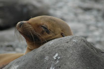 Im Unterschied zu den Kalifornischen Seelöwen (Zalophus californianus) leben Galapagos Seelöwen (Zalophus wollebaeki), wie hier bei Punta Suarez im Umfeld der Küstenlinien von Lavafeldern und sind natürlich viel zutraulicher.