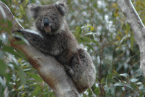 Koalas ernähren sich fast ausschließlich von Blättern und Rinde sowie Früchten ganz bestimmter Eukalyptusarten. In ganz Australien nutzen sie nur etwa 70 von den über 500 bekannten Eukalyptusarten (sie riechen die bekömmlichen mit ihrer feinen Nase).