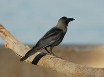 Nachdem wir Aqaba, die Hafenstadt am Roten Meer, erreicht hatten, machten wir eine Exkursion in den Stadtpark, wo uns die attraktivsten Vogelarten geradezu vor die Füsse flatterten. Hier eine Glanzkrähe (Corvus splendens) mit ihrem glänzenden Gefieder.