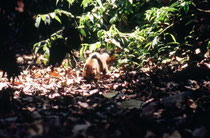 Mit einer Kopf-Rumpf-Länge von 45 – 70 cm gehört der Nasenbär, hier vermutlich ein Weissrüssel-Nasenbär (Nasua narica) zur Familie der Kleinbären. Dieser Waldbewohner näherte sich uns am hellichten Tag sehr zutraulich. (Carara Biological Reserve).