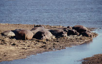 Auch im Chobe gab es Flusspferde (Hippopotamus amphibius), An Land muss ihre Haut feucht bleiben, sonst wird sie rissig. Spezielle Hautdrüsen sondern eine schützende Flüssigkeit ab, die sich bald rötlich verfärbt. Flusspferde schwitzen also kein Blut.