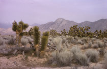 Im Anza-Borrego Desert State Park findet man u.a. viele wilde Wüstenpflanzen aber auch -Tiere wie Wegekuckucke, Steinadler, Kitfüchse, Chuckwallas oder Rote Diamant-Klapperschlangen. (s. auch Bildergalerie USA III).