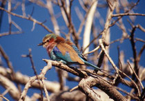 Auf unseren Fusssafaris im Okavangodelta sahen wir auch gefiederten Kostbarkeiten, wie z.B.- frühmorgens – den Milchuhu (Bulbo lacteus) oder, hier, die Gabelracke (Coracias spatula), einer der schönsten Vögel, dem man in Afrika begegnen kann.